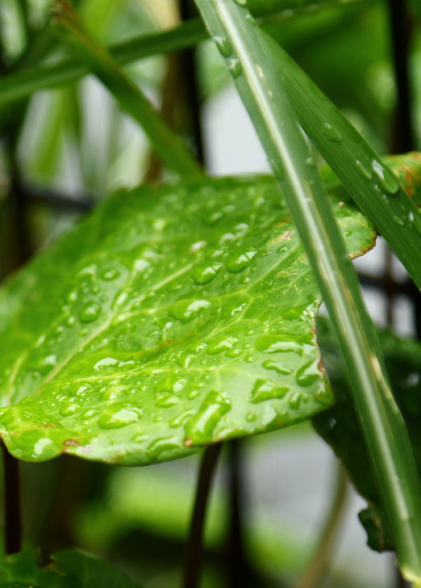 Duwax-naturlig-og-ikke-giftig-badeforhng-plast-fri-kologisk